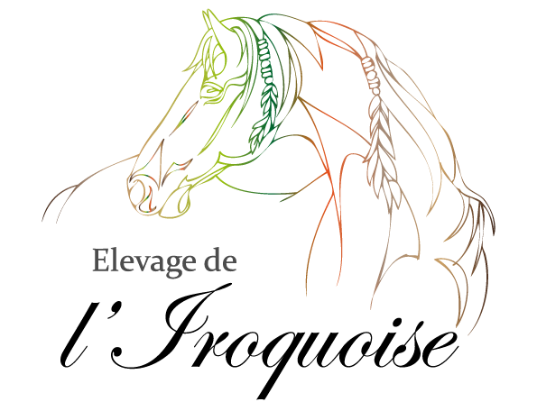 logo élevage de l iroquoise chevaux barbe arabe